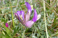 Astragalus vesicarius